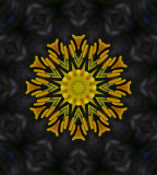  Kaleidoscope: Mex Poppy  # 1