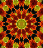 Kaleidoscope: Mex Poppy #  5