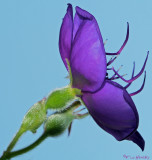 Purple Cutie