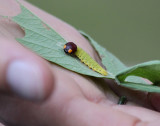 Great Meadows Caterpillar Hike: Silver spotted Skipper