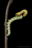 Lithophane antennata eating Phigalia strigataria