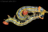 Symmerista species - Red-hump Oakworm