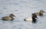 Canvasback ducks (male and females)