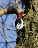 Red-headed Woodpecker (juvenile)