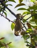 Worm-eating Warbler