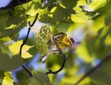 Cape May Warbler