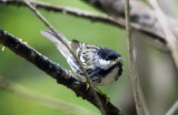 Blackpoll Warbler