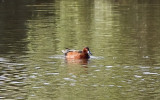 Cinnamon Teal 