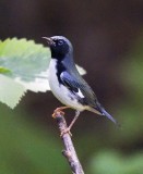 Black-throated Blue Warbler