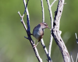 Marsh Wren