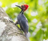 Crimson-crested Woddpecker