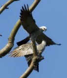 Mississippi Kites (mating)