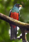 Slaty-tailed Trogon (male)