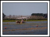 Crawfish Farming