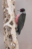 Lewiss Woodpecker (<i>Melanerpes lewis</i>)