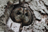 Tawny Owl (<i>Strix aluco</i>)