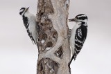 Hairy Woodpecker (<i>Leucotonopicos villosus</i>)