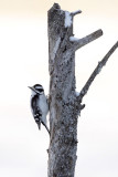 Downy Woodpecker (<i>Dryobates pubescens</i>) in snow