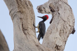 White-bellied Woodpecker (<i>Dryocopus javensis</i>)