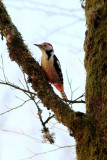 Middle Spotted woodpecker (Dendrocopos medius)
