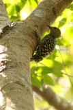 Buff-rumped Woodpecker (<i>Meiglyptes tristis</i>)