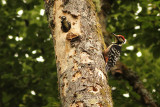 Dendrocopos leucotos lilfordi White-backed Woodpecker