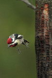male jumping