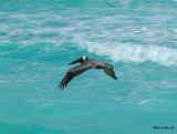 Cancun, pelican, .jpg