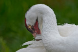 Whooping Crane Preening