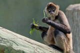 Black-handed Spider Monkey