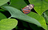 Tiger Butterfly On Leaf