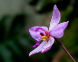 Dendrobium (2)
