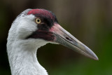 Whooping Crane Portrait