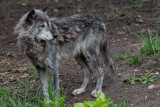 Grey Wolf - Full Body Profile