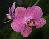 Rose Colored Orchid