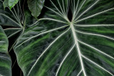 Green Leaf Textures