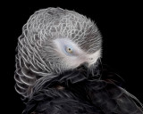 African Grey Abstract