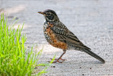 Immature Robin