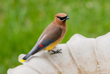 Cedar Waxwing (1)