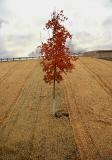 Lone Tree (*)