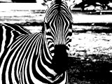 Crossing Zebra