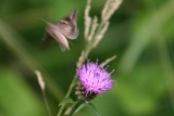 butterfly *