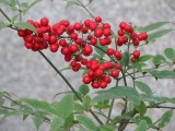 Cherry Red