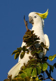 Albino Awk