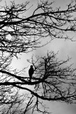 Silhouette