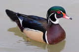 Male Wood Duck