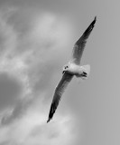 Gull in Mono