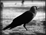 Crow at Sunset