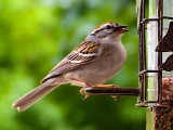 Chipping Sparrow