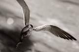 Falling Angel